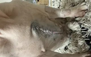 Operace pro buldočku Betty, která jí může zachránit život