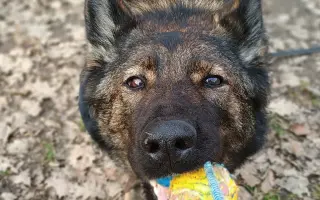 Léčba, která nekončí - Fůrie