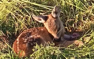 Mláďata na jaře, ostatní zvířata celoročně - ti všichni nás potřebují!