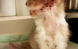 Pomoc pro opuštěná zvířátka - Kastrace, veterina, krmeni, kočkolit