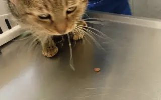 Pomozte Kájovi a Filípkovi na jejích léčbu a pro 24 záchraněných kočiček