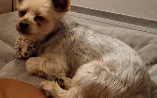 Šance pro Rikiho: pomoc po operaci nádoru