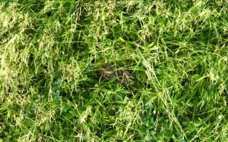 Zachraňme kokořínská srnčata