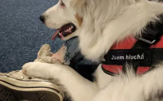 Podpořte vybudování centra, aby i slepí a hluší pejsci našli bezpečný domov