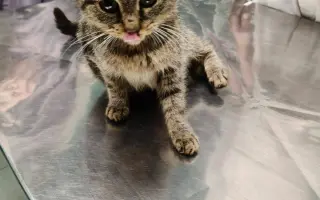 KOČIČKY V NOUZI - POMOZTE NÁM ZACHRÁNIT JEJICH ŽIVOTY