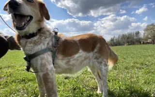 Veterinární diety pro pejsky v útulku
