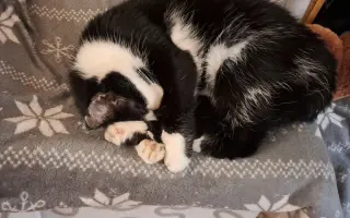 Pomozte prosím Daisy znovu dýchat ❤️