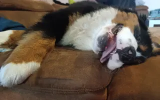 Pomoc pro Dorotku – malé štěňátko bojující o život Pomoc pro Dorotku – malé štěňátko bojující o život