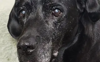 Pomozme Elince znovu chodit bez bolesti: Boj s přetrženými vazy