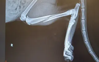 Kocourek Frankie a boj za zdravou tlapku