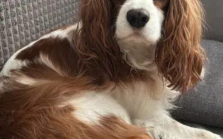 Akutní operace kyčle pro Charlieho: pomozte mu opět běhat bez bolesti