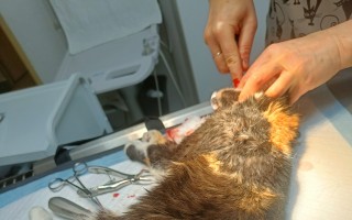 Čtvrtletní veterinární náklady pro SecondChance Azyl