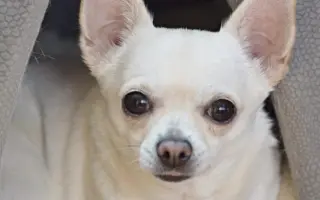 Pomozte uhradit operaci pro Tifi