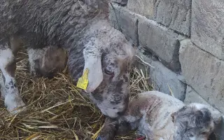 Dejte druhou šanci pro ovčí stádo