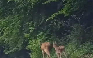 Dar života nejen pro srnčátka