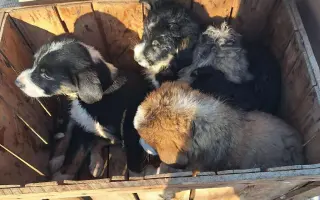 100 kastrací. Tisíce psů, kteří se nikdy nemusí narodit do utrpení