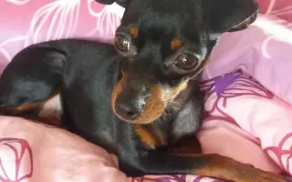 Fenka Bára vždy stála při Pavlíně, teď je řada na ní