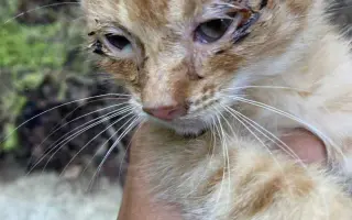 Pomoc pro opuštěná zvířátka - Kastrace, veterina, krmeni, kočkolit