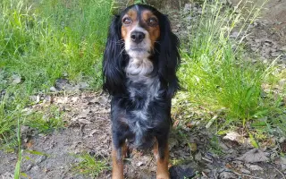 Shamy bouje s bolestí. Pomozme jí prožít stáří důstojně