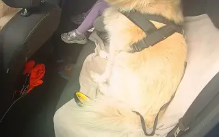 FOXY čekal 10 let na domov. Konečně ho našel. Teď bojuje o život.