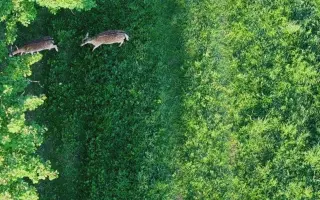 Pomozte Oldovi zachránit další srnčata