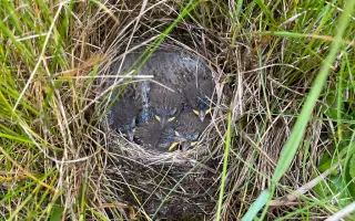 Zachraňme mláďata na Brněnsku - dron, který může znamenat život