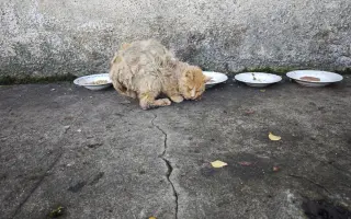 Zachraňme 2 miliony koťat