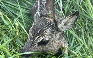 Nebeský štít - oko, které zachraňuje!