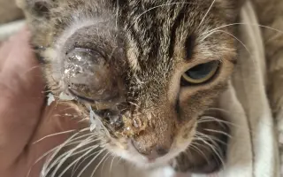 Druhá šance na život – veterinární péče pro zraněné, opuštěné a týrané kočky