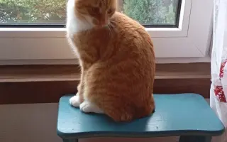 Pomozme paní Jančové a útulku Konec Toulání