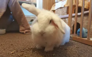 Pomozme králíčkovi Monince k životu bez bolesti