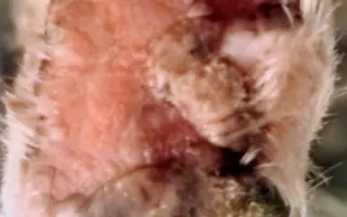 POMOC PRO FOXÍČKA - ZDRAVÝ DECH A PROTÉZA