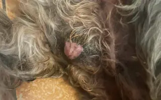 Badyho v dočasné péči čeká operace: Pomozme mu ji zvládnout 🐕