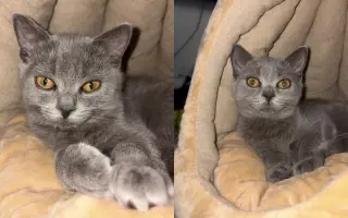 Pomozte koťátku Odysseovi s vrozenou vadou zadní nohy znovu chodit