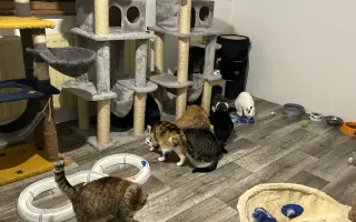 Pomoc kočkám dochází nám zásoby krmení