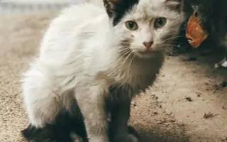POMOZTE NÁM ZASTAVIT KRUH UTRPENÍ. Aktuálně musíme ošetřit 50 koček bez domova.