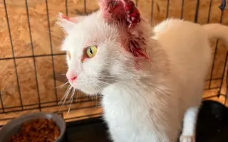 Šance na život pro Ouška a další kočičky z našeho depozita