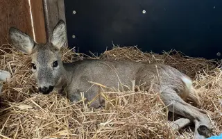 Šance na život pro březí srnečku Zuzičku