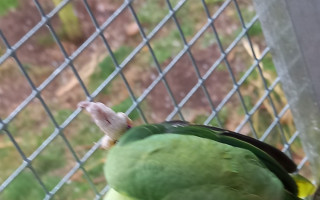 Zvířecí štěstí - pomoc pro hendikepované ptactvo