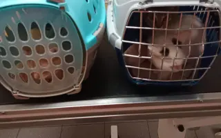 KOČIČKY V NOUZI - POMOZTE NÁM ZACHRÁNIT JEJICH ŽIVOTY