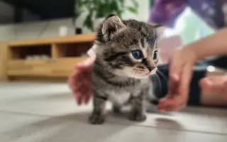 Proměňme společně kočičí svět v lepší místo 🐈