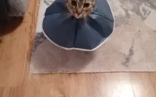 Pomozte Macince – operace a kastrace koťátka