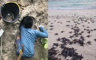 Přispěj Fany na dobrovolnické cestě za ochranou mořských želv