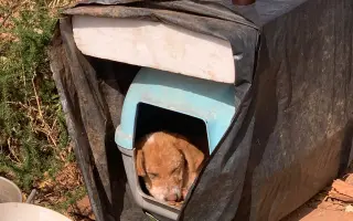 Pomozte nám postavit útočiště pro psy z ulice