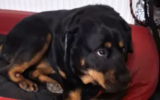 Pomozte Valkýře znovu chodit a hrát si