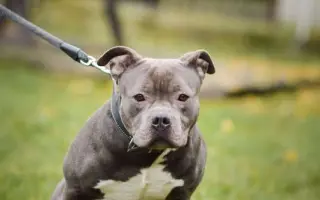 Pomozme Buccimu znovu běhat bez bolesti