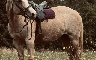 Pomozme Kess po těžké akutní operaci