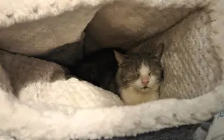 Staňte se nadějí pro kočičky bez domova