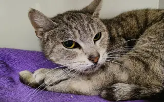 Pomoc s úhradou veterinárních nákladů 🙏