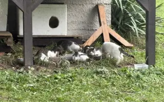 Pomoc pro opuštěná zvířátka - Kastrace, veterina, krmeni, kočkolit